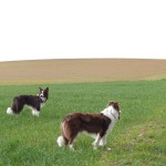 P1110910 P1110910